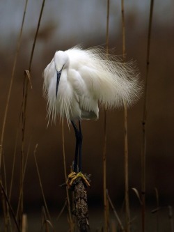 Solitary stance (Snowy Egret)