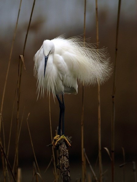 Porn Solitary stance (Snowy Egret) photos