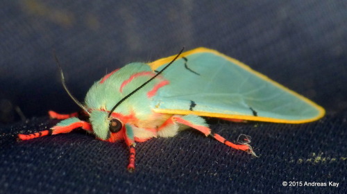 onenicebugperday:Tiger Moth, Chlorhoda tricolor, EcuadorPhotos by Andreas Kay