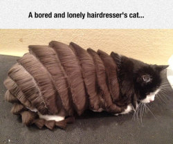 srsfunny:  When Hairdressers Get Boredhttp://srsfunny.tumblr.com/