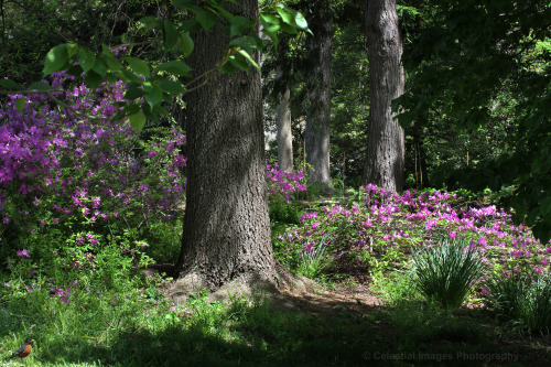 A walk by the woods