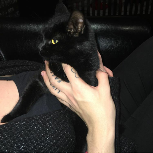 Black Cat Appreciation Post