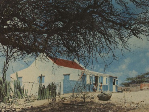 equatorjournal: Cunucu house with Divi Tree, Aruba, 1965