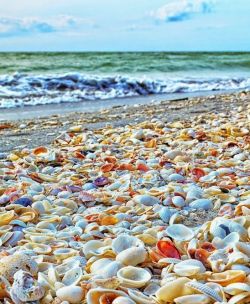 janetmillslove:  Shell Beach Sanibel moment love