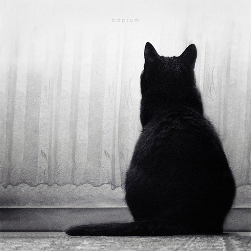 dannielkan:  Cats…everybody love cats! 