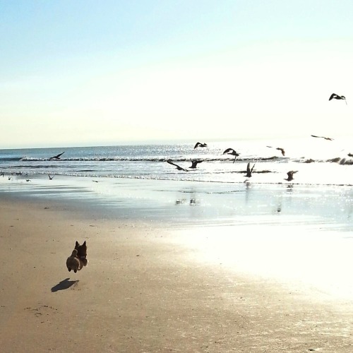 My dog’s first beach experience. Seagulls are the new squirrels. - Imgur  Perfect shot…!!!!