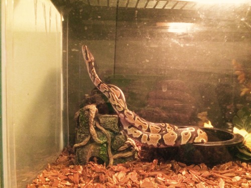 themercurialastrogirl:Look mom I do a majestic