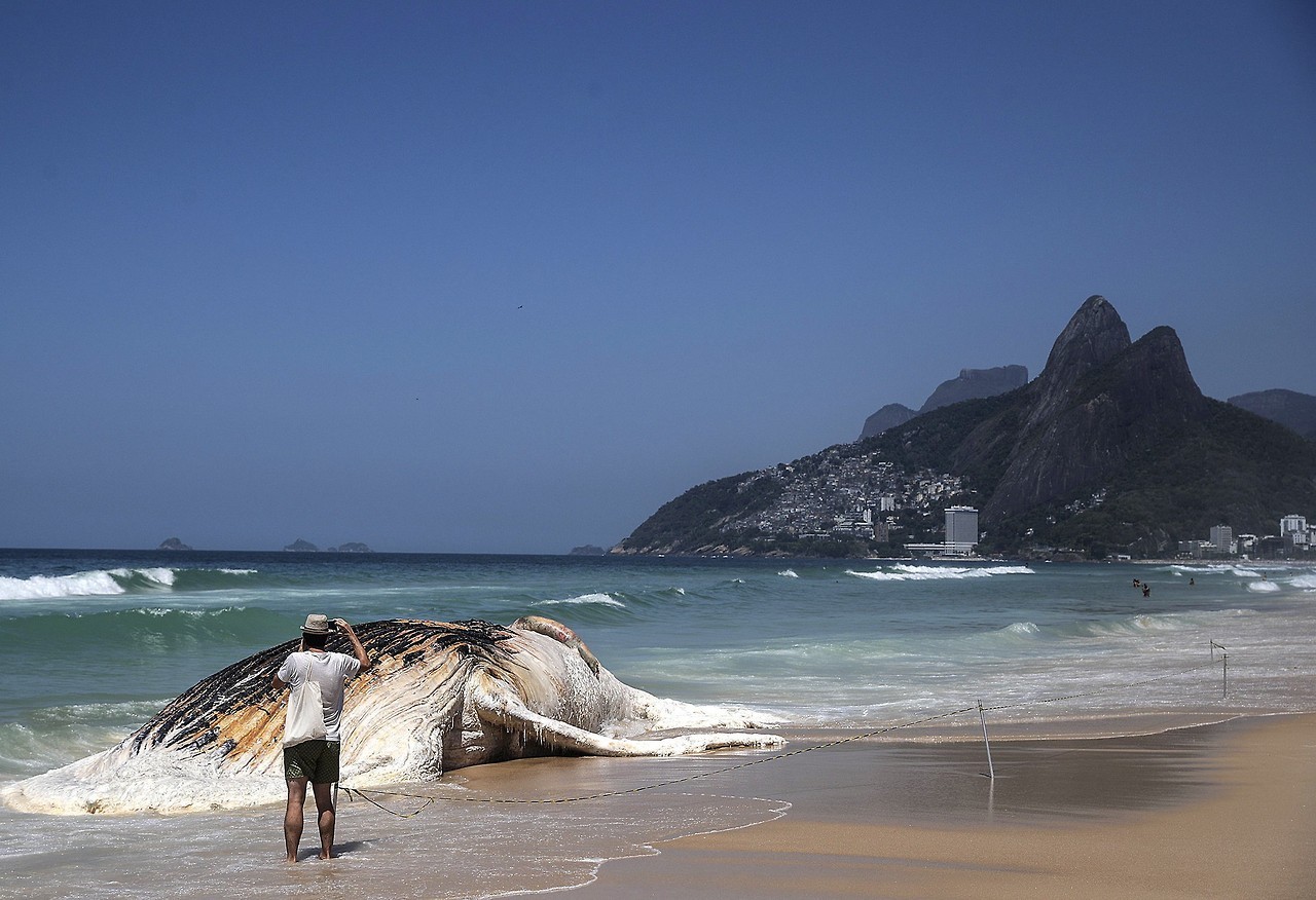 MUERTE EN LA PLAYA. Una ballena yubarta de entre 13 y 15 metros apareció muerta, frente a la turística playa de Ipanema de Río de Janeiro, Brasil. La ballena, de cerca de 30 toneladas, tenía la mandíbula separada del cuerpo, según aseguró el Centro...