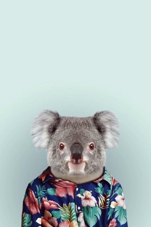 Funny koala