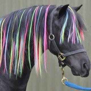 I want a punk rock horse…