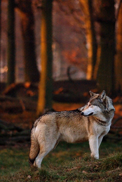 wolveswolves:  By Toby Thorne 