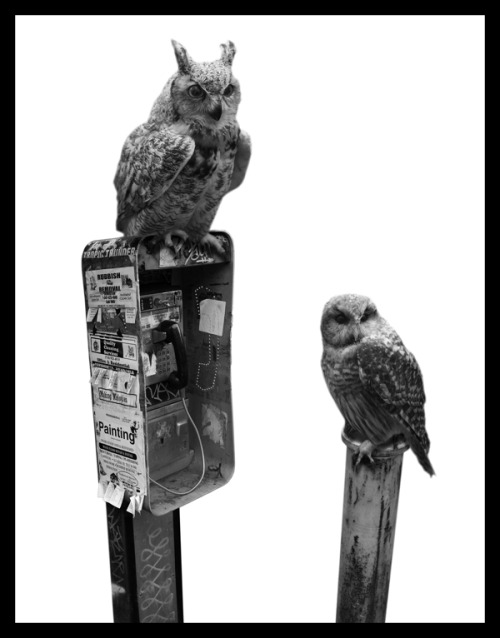 ianbrooks:  Migration by Nick Pedersen It’s really only a matter of time before animals retake the land we stole from them. They’re probably just bidding their time, waiting, and pretending not be capable of organizing and strategizing against us.