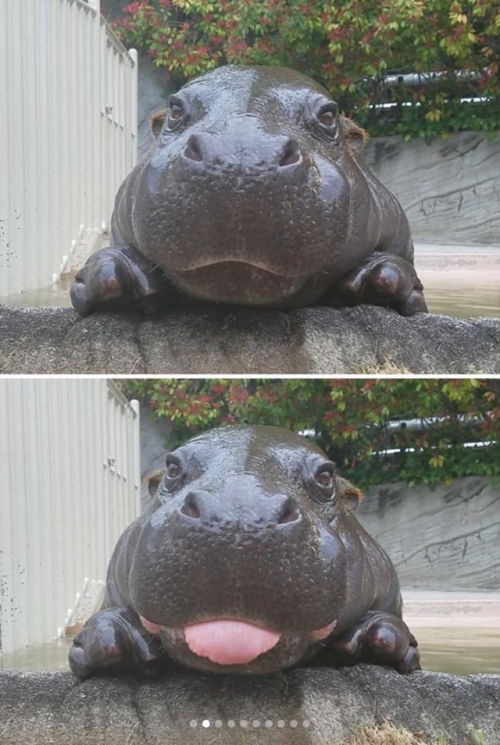 Porn babyanimalgifs:  These baby hippos will make photos