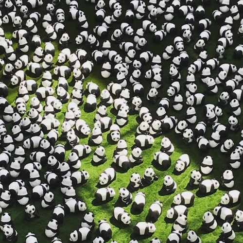 Bunch of panda’s #panda #metrotown #metropolis (at Metropolis at Metrotown)
