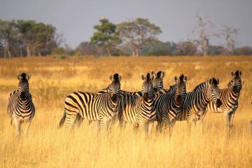 The Okavango Delta – the jewel of the KalahariThe Okavango Delta lies in the north of Botswana nestl