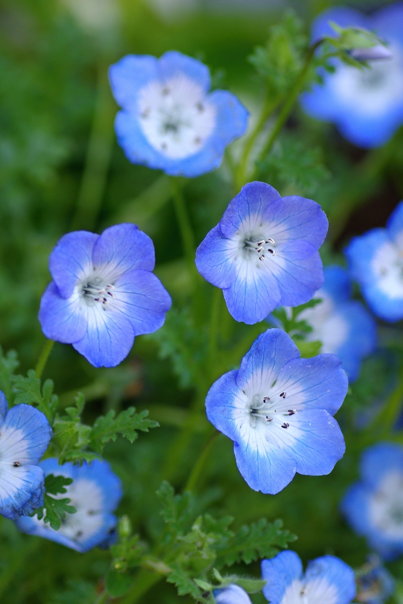 Uyamt S Memo ネモフィラ Baby Blue Eyes Five Spot Nemophila Uyamt S Memo ネモフィラ Baby Blue Eyes Five Spot Nemophila