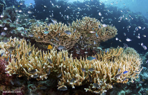 Most cleaning stations can be found in the shallower areas of the reef, which allows divers to spend