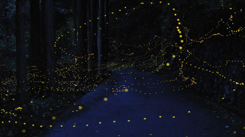 scishow:  odditiesoflife:  Long Term Exposure of Mating Gold Fireflies Japanese photographer Yuki Karo goes to various places around Maniwa and Okayama Prefectures in Japan and uses long exposure to capture some stunning shots of mating gold fireflies.