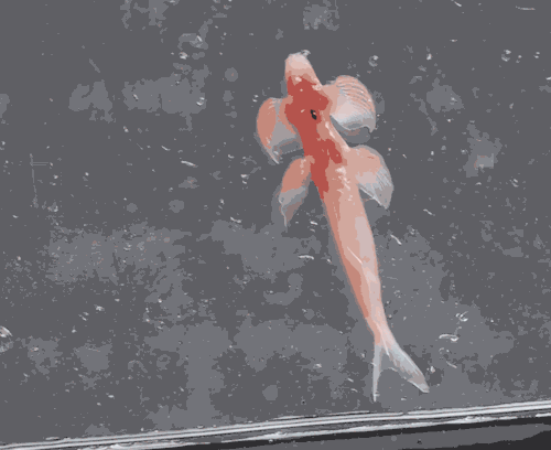 Cave Angelfish Fancam