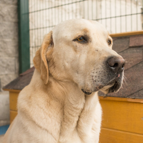 For Adoption! Bobo, 4-year-old Labrador Retriever, Tamaz Elizbarashvili dog shelterBobo was abandone