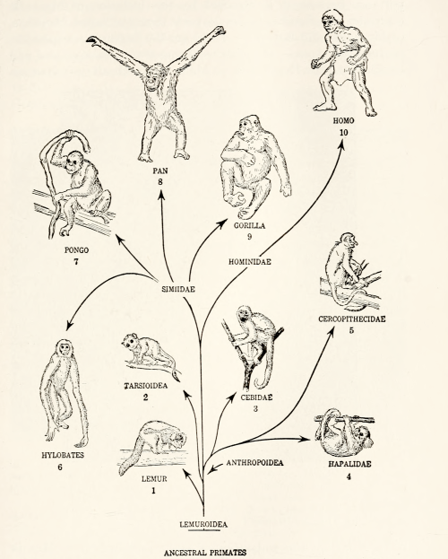 “General relationships of the primates.” Animal biology. 1938.Internet Archive