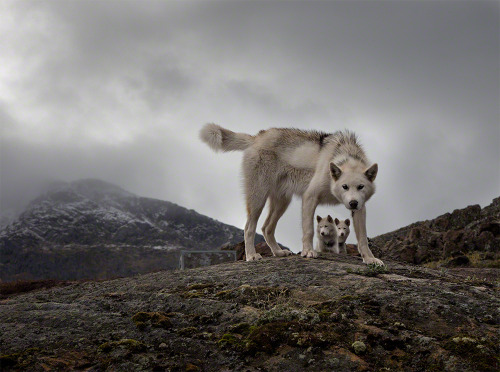 Greenland Sled Dogs by Elaine Jones Heron. More Animals here.