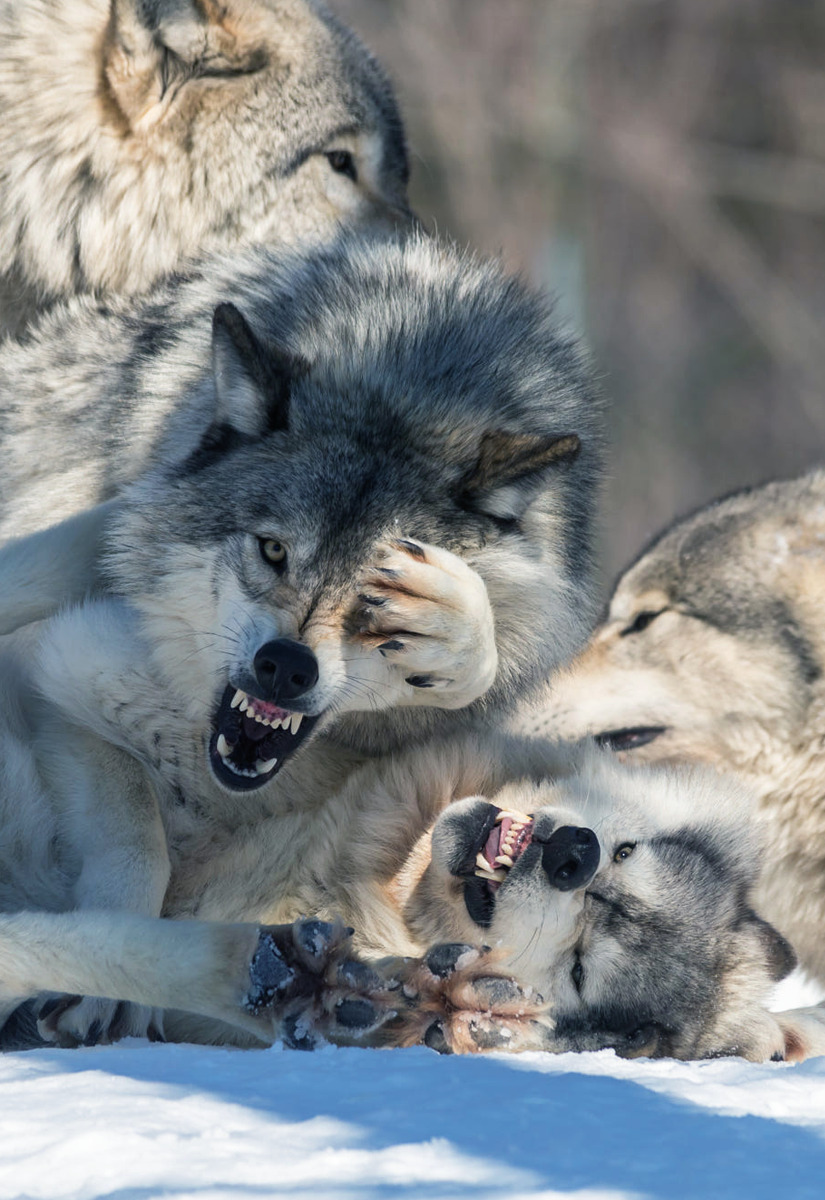 johnnybravo20: Timber Wolf in its Natural Setting (by Josef Pittner)