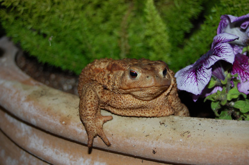 toadschooled:A lovely common toad [Bufo bufo spinosus] emerges from a flower pot in Arilas, western 