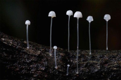 maxlikesit:  A Magical World Of Rare Mushrooms Revealed By Steve Axford