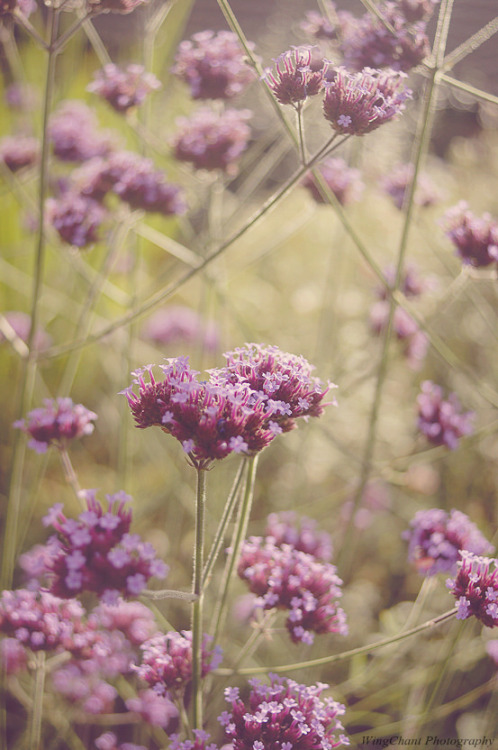 effervescentspirits:floralls:by WingChant❁ good vibes here☮ ❁