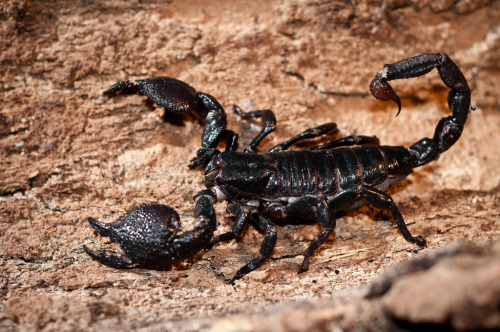 astronomy-to-zoology:  Emperor Scorpion (Pandinus imperator) …a large species of scorpion that is native to the tropical rainforests and savannas of Africa. It is one of the largest species of scorpions known with individuals reaching 8 inches in length.