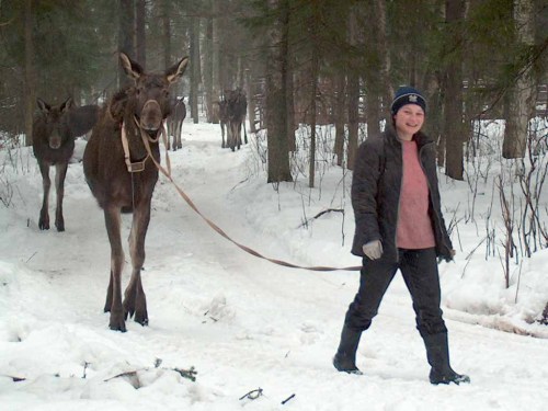 asktartaurus:  spazzles:  zooophagous:  howtoskinatiger:  Moose at the Kostroma Moose Farm in Russia.  The farm began in 1963 as an attempt to domesticate moose for milk production. The moose on the farm have free range of 36000 hectares of protected