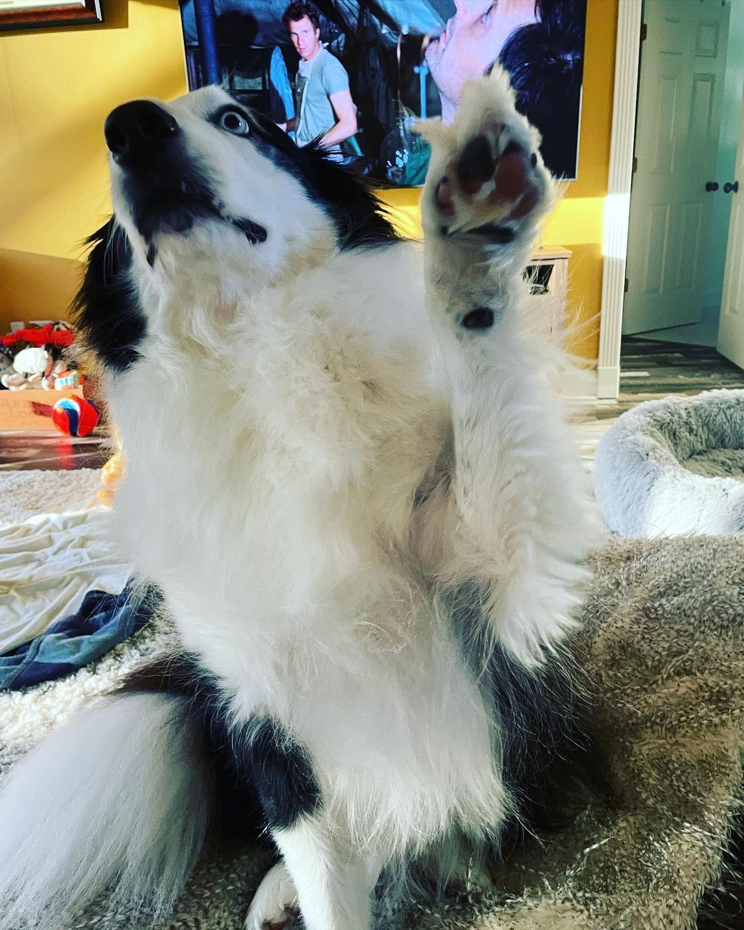 Sometimes, I just want to squeeze this baby boy. He’s so fluffy after his brushing. I’m grateful he loves to be groomed 