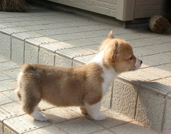 animal-factbook:  Corgis were domesticated to have short legs so they can fold up and roll away from its predators. It is a unique survival technique not possessed by any other dog breeds. Record speed for Corgi rolling was last documented at 34 mph on