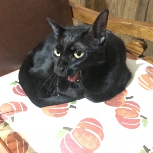 catdumpling:bonus