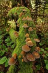 fawnscottage: