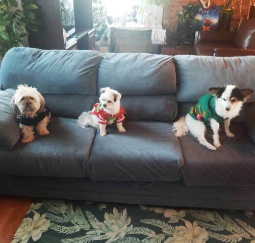 They love their Christmas sweaters⛄ You can just see the thrill all over their lil floofy faces☺&hea