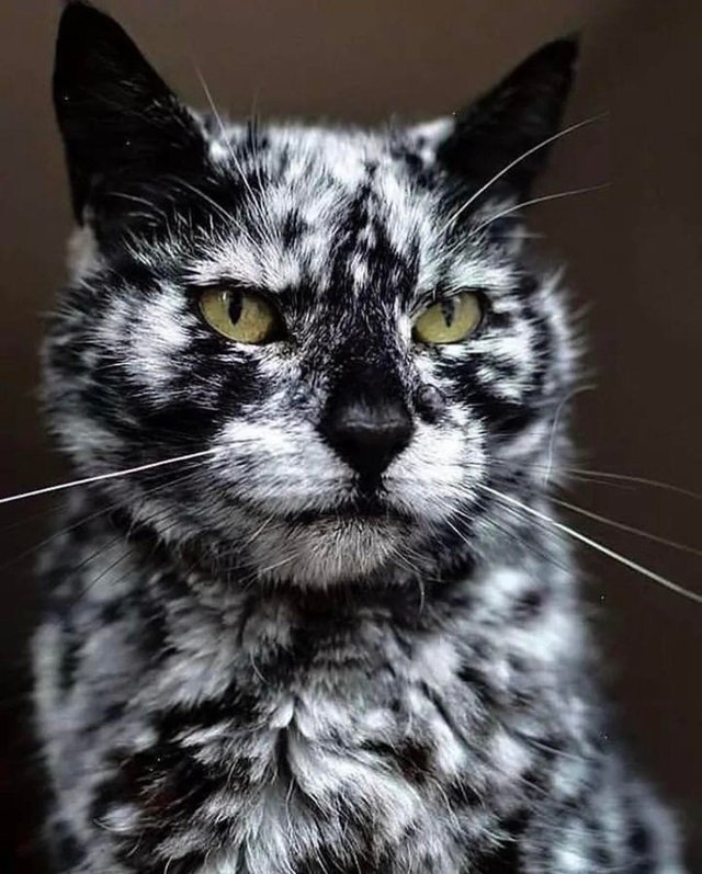 world-of-cats:  Source