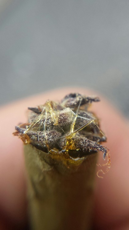 decals4us:  How do you top off your blunt? 