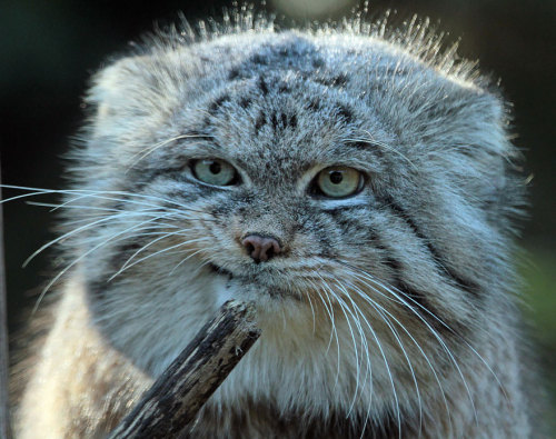the-awesome-quotes:The Manul Cat Is The Most Expressive Cat In The World