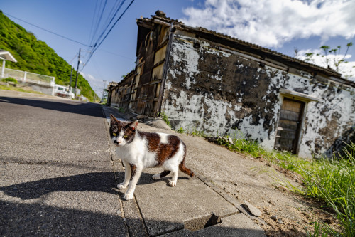 Stray Cats Island.