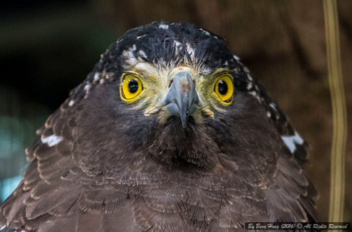 Portraits of Crested Serpent-eagle by Boon Hong Chan Crested Serpent-eagle (Spilornis cheela)