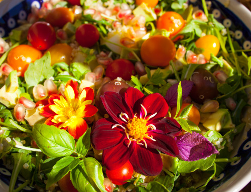 Olenko’s Happy Thanksgiving Harvest Salad 1 cup cooked organic sprouted quinoa 1 organic avocado  1 