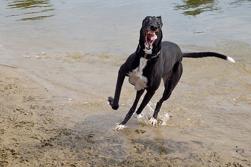  shes beauty, shes grace 