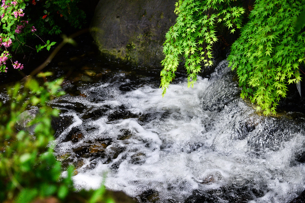 新潟県立鳥屋野潟公園鐘木地区せせらぎ
Ai-S Micro Nikkor 55mm F2.8