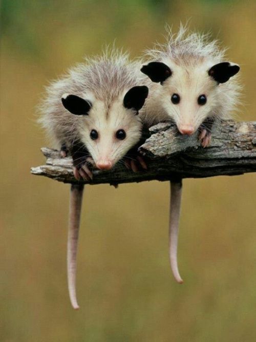 possumoftheday: Today’s Possum of the Day has been brought to you by: Twins! 