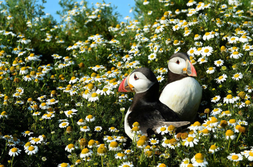 killing-the-prophet:Atlantic puffins stand among daisies on Skomer Island, Pembrokeshire, Wales, on 