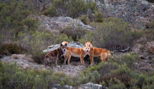 pet-interests: Alpine Dingo colour variations in  Kosciusko National Park by Michelle J Ph