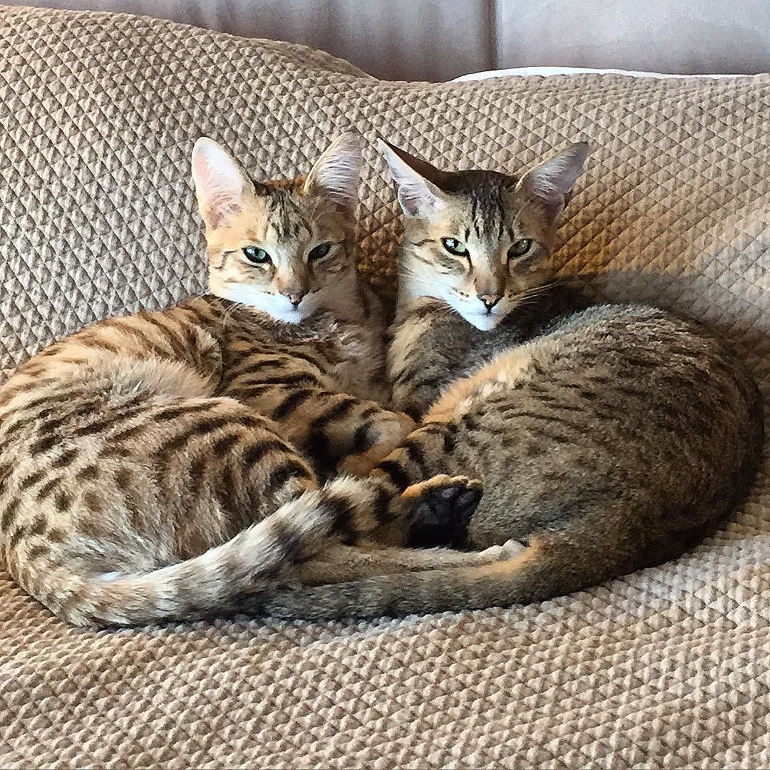 Damn miss these baby cats so much 🐱 #savannah #instacat by jordancarverofficial