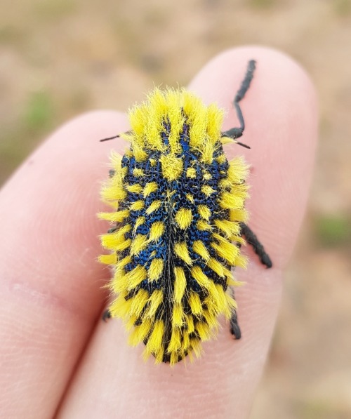 onenicebugperday:Brush jewel beetle, Julodis viridipes, BuprestidaeFound in South AfricaPhotos 1-2